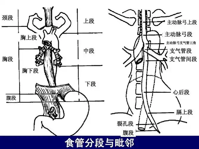 人体断层解剖学-纵隔的断层解剖ppt