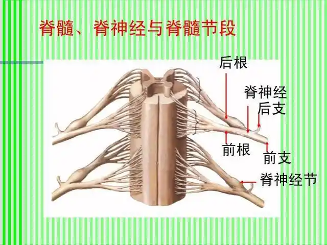 什么叫做脊髓延髓肌萎缩症导致患上该病是什么有何临床表现
