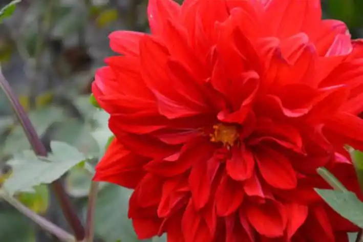 属鸡的贵人属狗是什么属相,属鸡的和属狗的买什么属相能破解凶吉