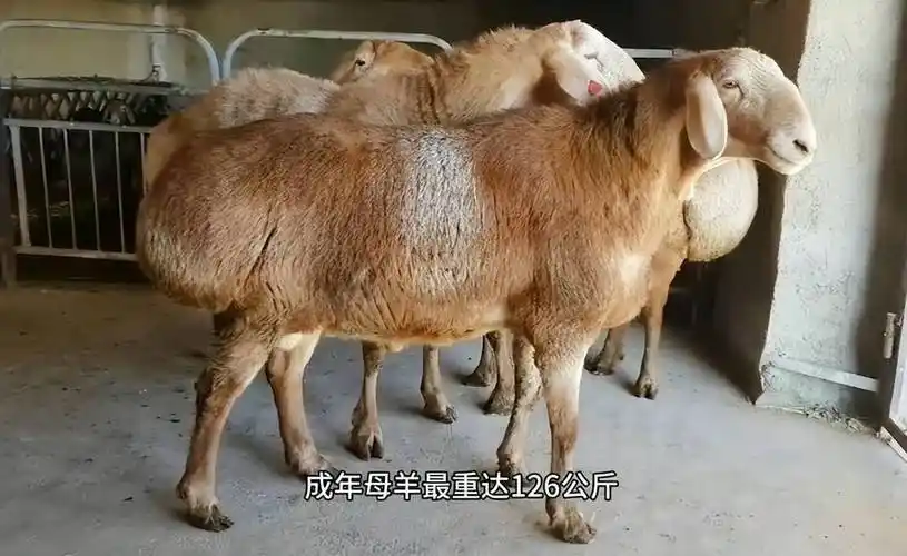 丨阿勒泰大尾羊_新疆_烤制_历史