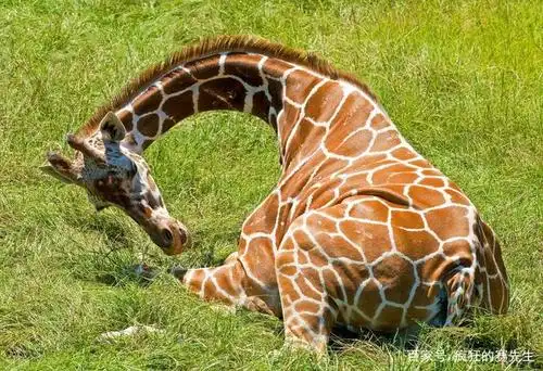 正在睡觉的长颈鹿