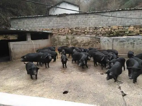 金丝峡镇冬青藏香猪养殖场