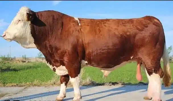 种公牛的饲料管理非常重要,饲喂时间要有规划,每次饲喂的数量应该适当