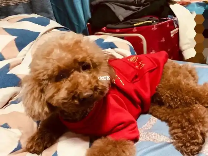 嗲狗穿着红包装来拜年了🧧