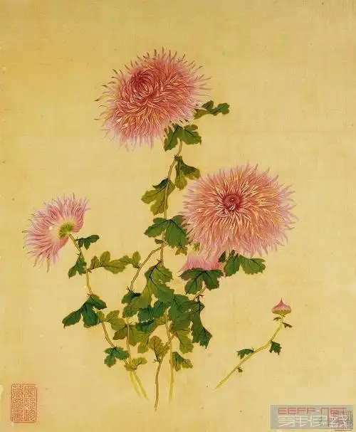 骑士阅工笔画菊花系列