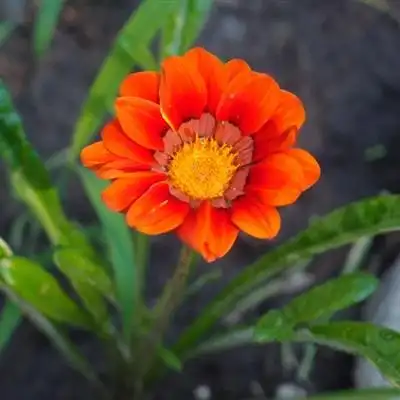 漂亮花朵头像图片