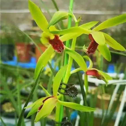 蕙兰至尊红颜 - 兰花交易网