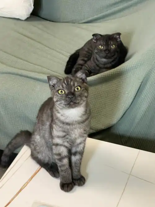 有猫砂猫粮就可以领养,全是公猫没母猫虎斑和蓝猫的串串现在五个月