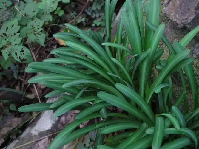 它也是石蒜和换锦花的天然杂交可育后代.