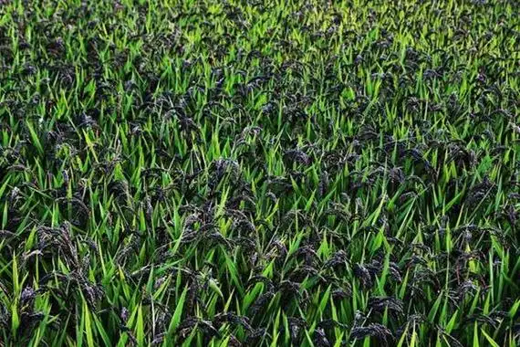 黑米是怎么种出来的 黑米种植条件