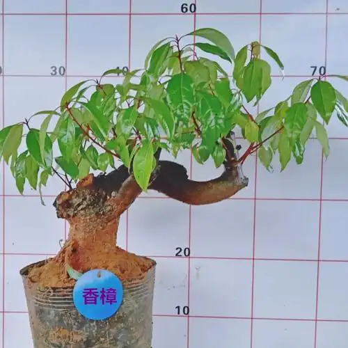 客厅一物一拍小叶香樟树盆景老桩矮霸苗其他清香木本提根栽植花卉