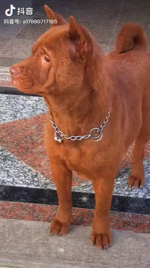 品种五红犬取名路虎它看得了家凶猛和温柔都能体现出来可以散养每天