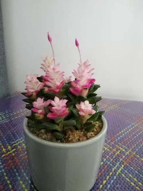 今天早晨,我家的一盆小多肉,直径不足十厘米的"吹雪之松锦"竟然开花了