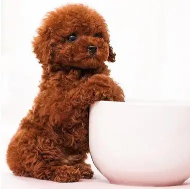 出售纯种泰迪幼犬活体狗狗小狗贵宾小型犬米奇泰迪宠物犬宠物狗