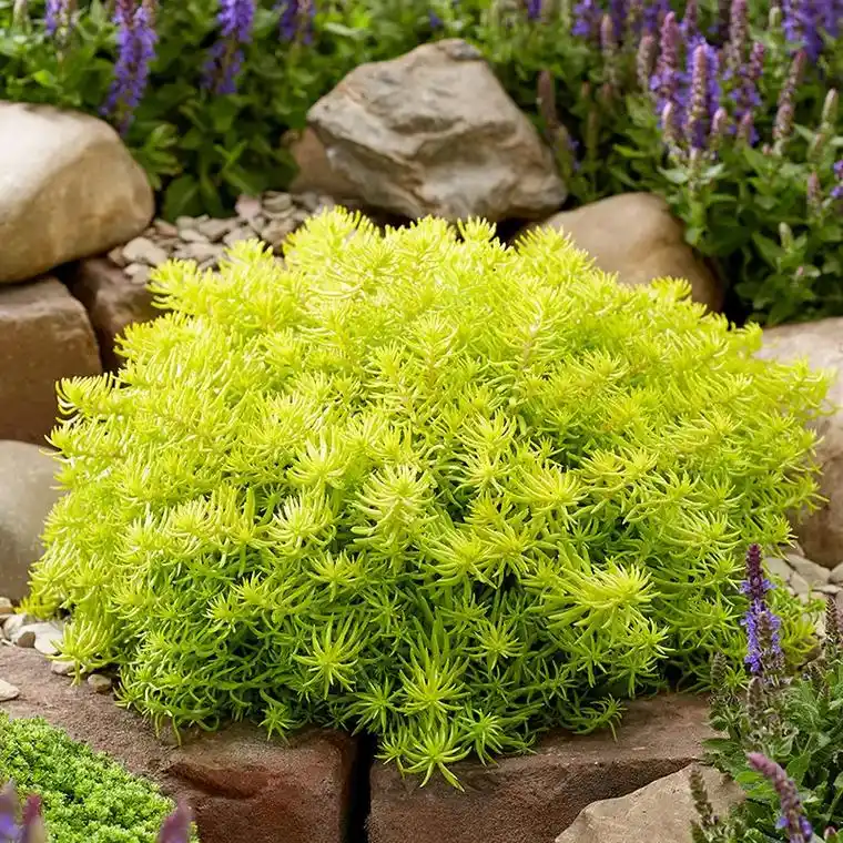 这款植物真的太美了!我在庭院里种了一些,四季常绿,耐热耐寒, - 抖音