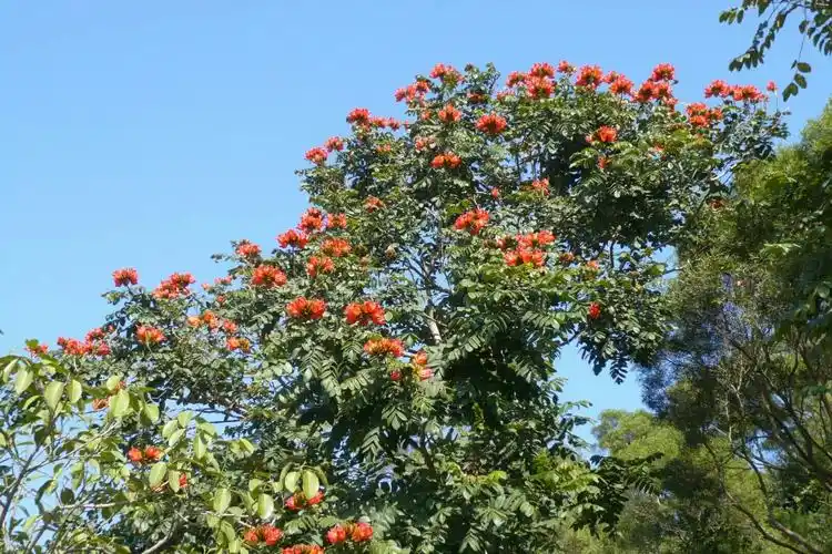 火焰木,在珠海春节前就有开,花期很长,真的像一团火.