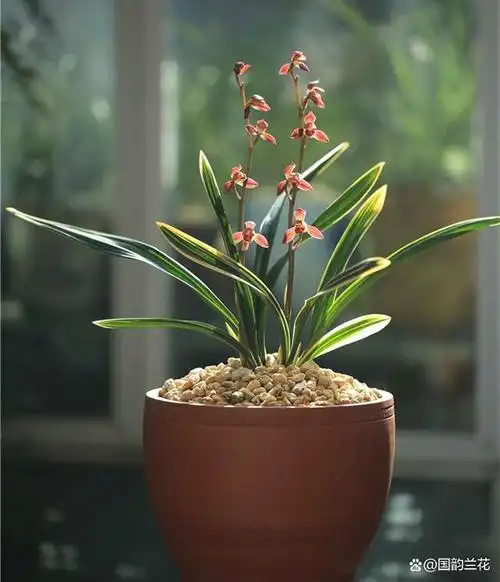 一些珍贵稀有的品种,受到人们的热烈欢迎与喜爱,同时兰花是最多奇花的