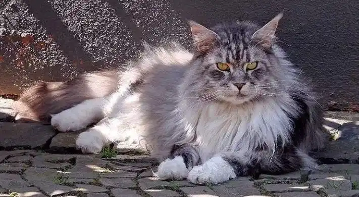 世界上体型最大的猫缅因猫