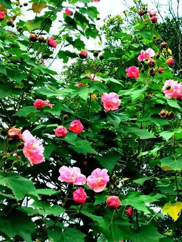 写美篇芙蓉花象征吉祥富贵之意,她花期长,花形大,她胜似芍药(花)犹如