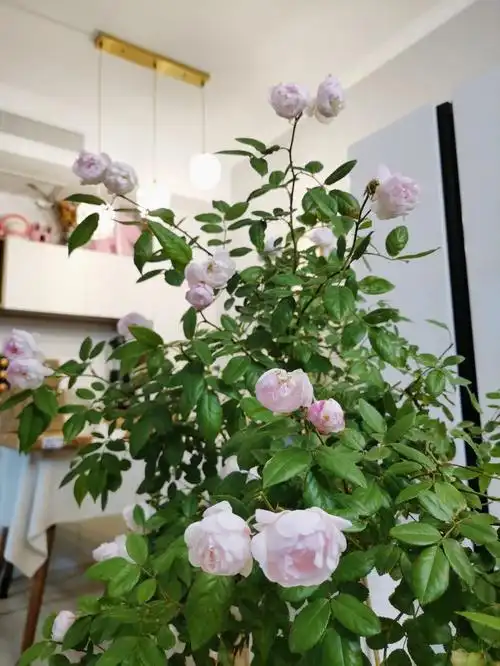 开花时先是粉色,后面变成带有一点点粉色很有光泽感的白色,真的爱了