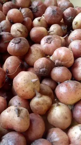 这果子学名叫什么?