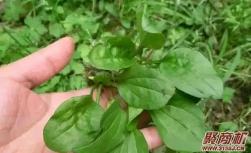 车前草不能和哪些食物同食-车前草的日常食用禁忌-食物相克大全_聚