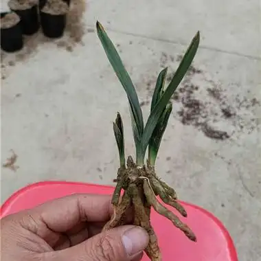 鹅头水晶 - 中国兰花交易网