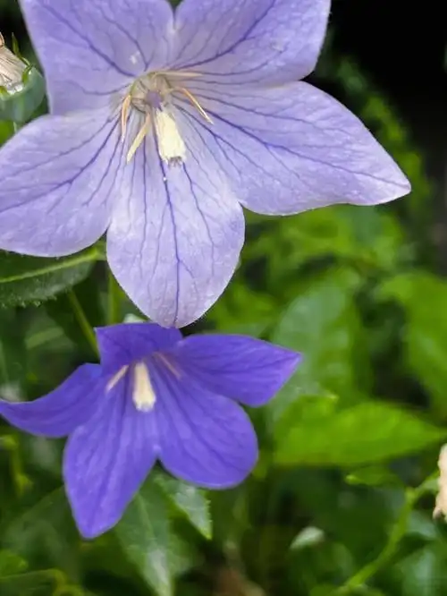 开在夏天的那些花儿