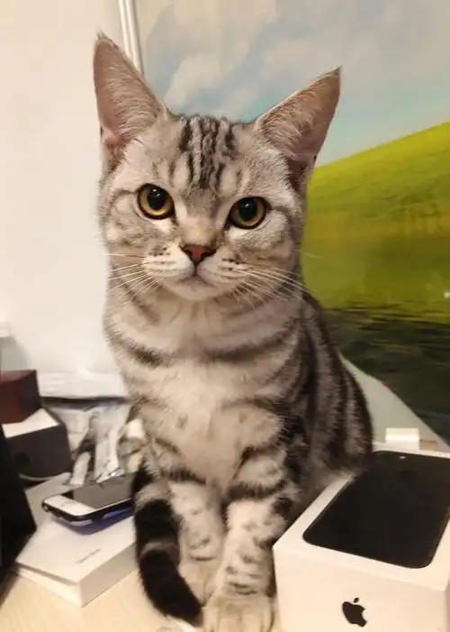 美国短毛猫 银虎斑 标斑