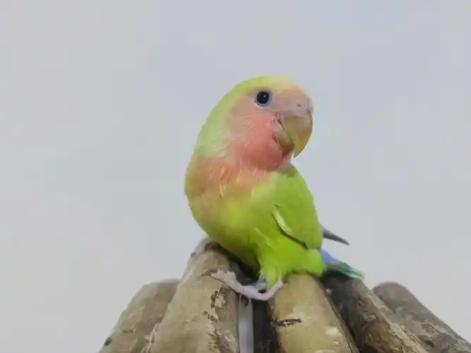 了蓝熏,蓝闪派,松伊莎,松闪派啊…又是纠结又可爱的一天#手养牡丹鹦鹉