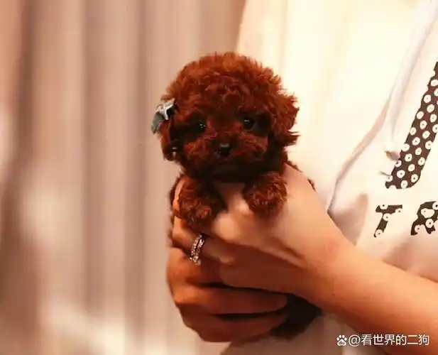 给狗注射缩小针提前剖腹产只为造出昂贵的畸形茶杯犬