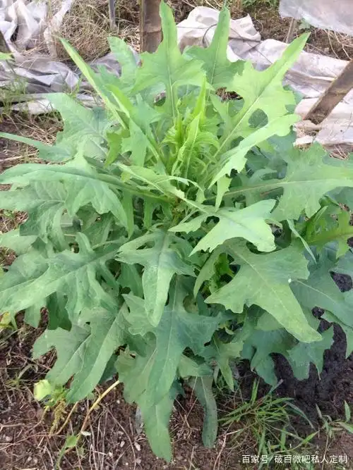 苦麻菜又叫作败酱菜