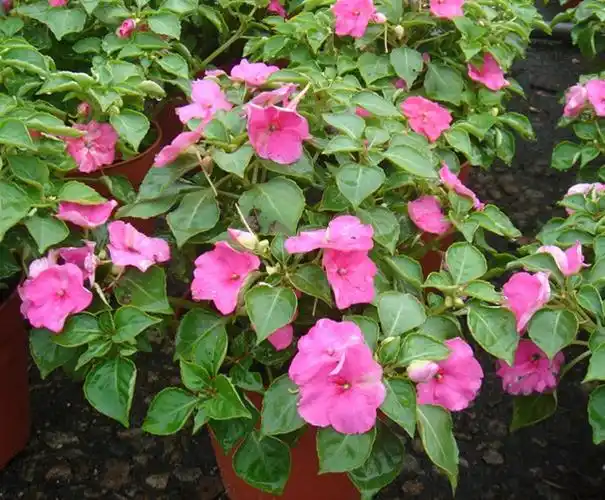 何氏凤仙(何氏凤仙花期)