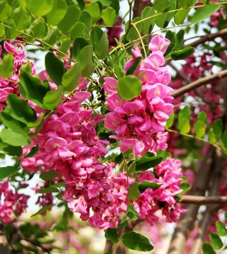 好喜欢,开着深红色花的刺槐—红花槐