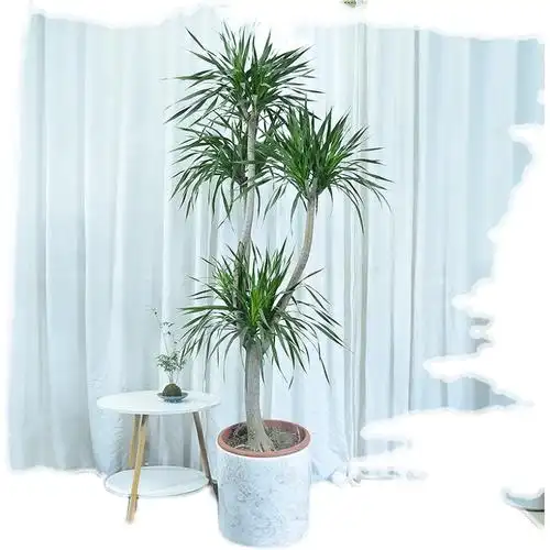 龙血树老桩盆栽室内客厅阳台大型植物甲醛多头大型绿植