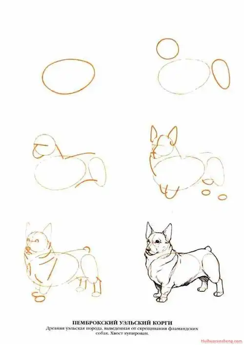 50种狗的画法分步骤详解(5)