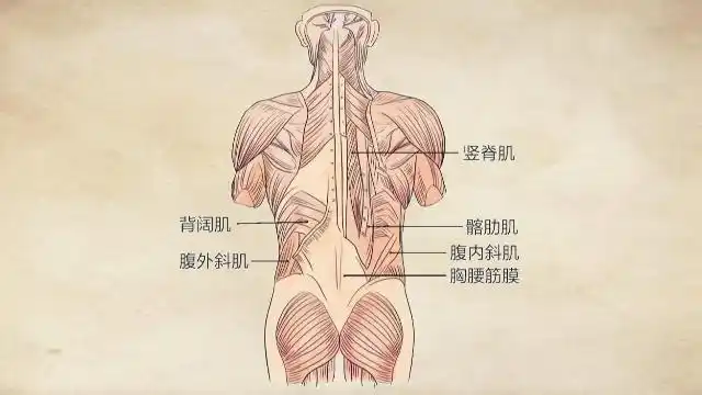 中医介绍腰部的结构,帮你正确了解你的身体!早看早受益_健康症状网