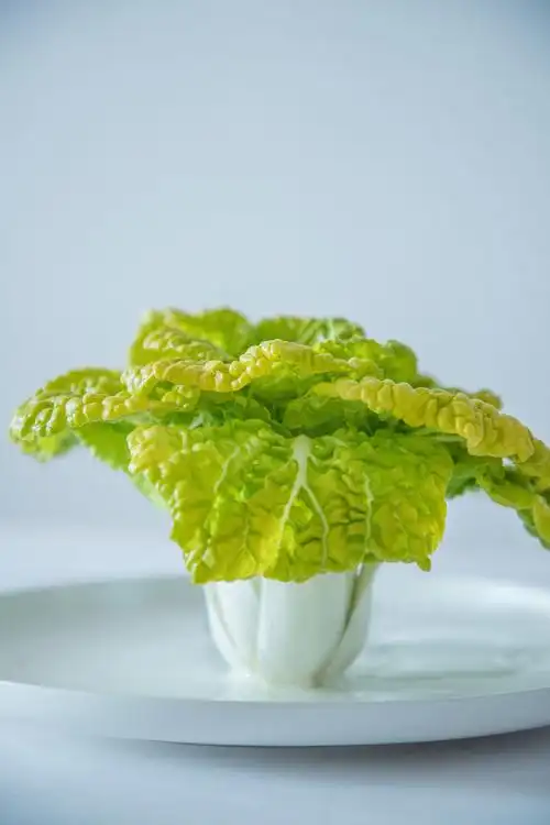 大白菜静物摄影,家里老母亲亲自下地摘的.