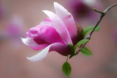 春天的百花齐放《二》