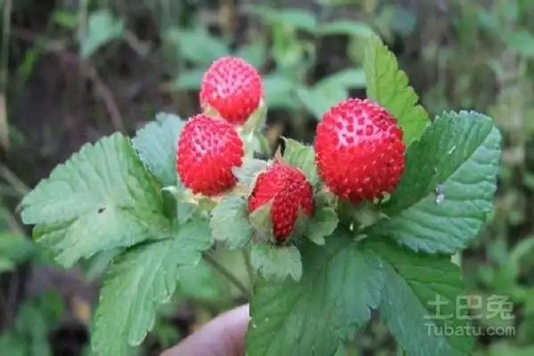 三爪龙的功效与作用有哪些?形态特征有哪些?