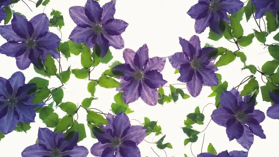 植物花卉背景图片素材高清壁纸