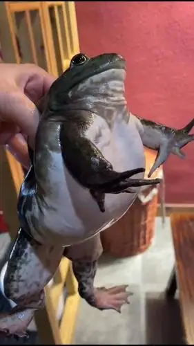 注水牛蛙真相调查当晚宰杀未发现注水店员承认拍视频时被误导专家称