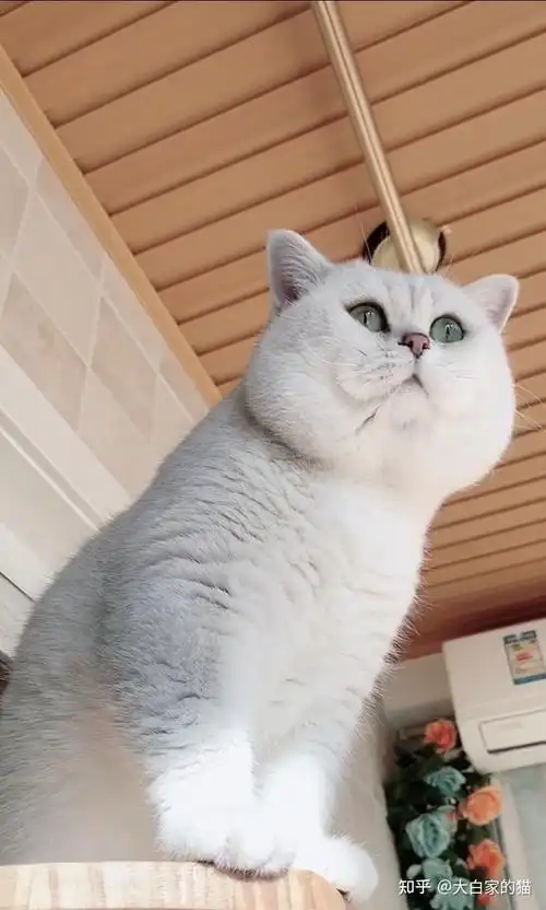 银渐层可以有多肥? - 知乎