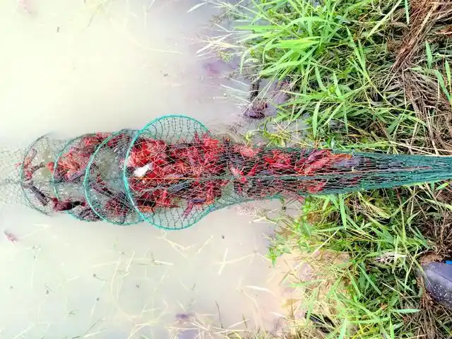 地笼为啥能捕捉小龙虾,源于小龙虾的贪吃及恐慌出逃