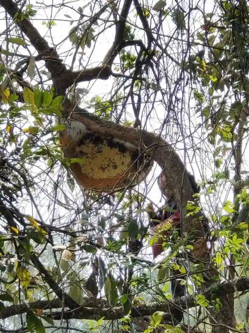 云南野生大挂蜂蜜原始森林大排蜂蜜纯正天然百花蜜雨林马叉蜂巢蜜