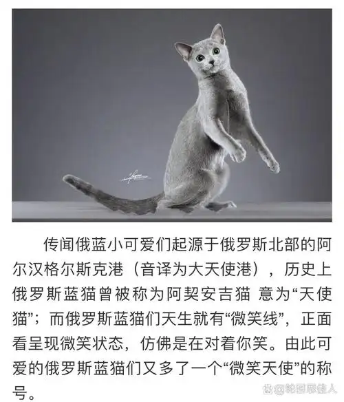 俄罗斯蓝猫品种介绍|最齐全 "猫中贵族""冬之精灵""微笑天使"这三个