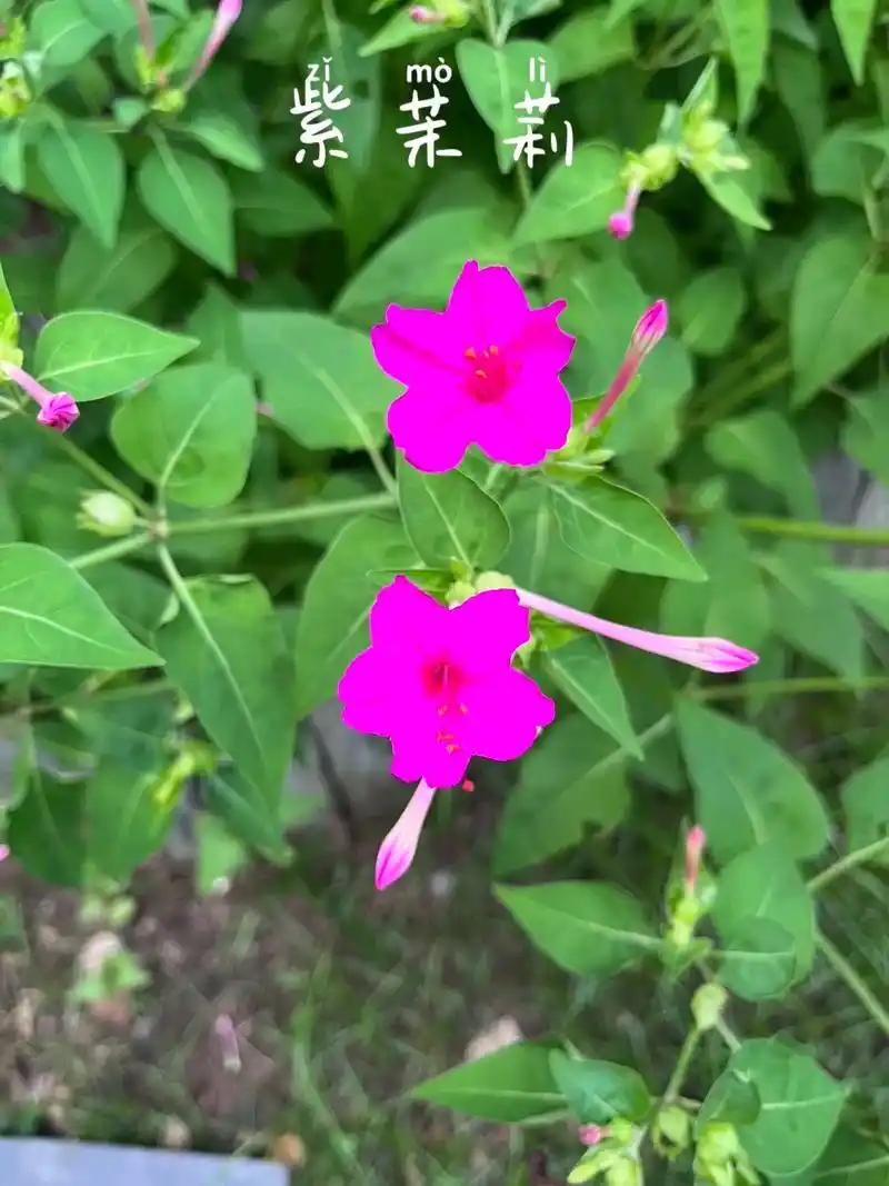 认识身边的中草药-紫茉莉.#药用植物 #植物科普 #中草药 - 抖音