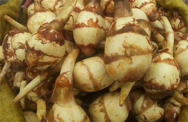 慈菇的常见品种与图片