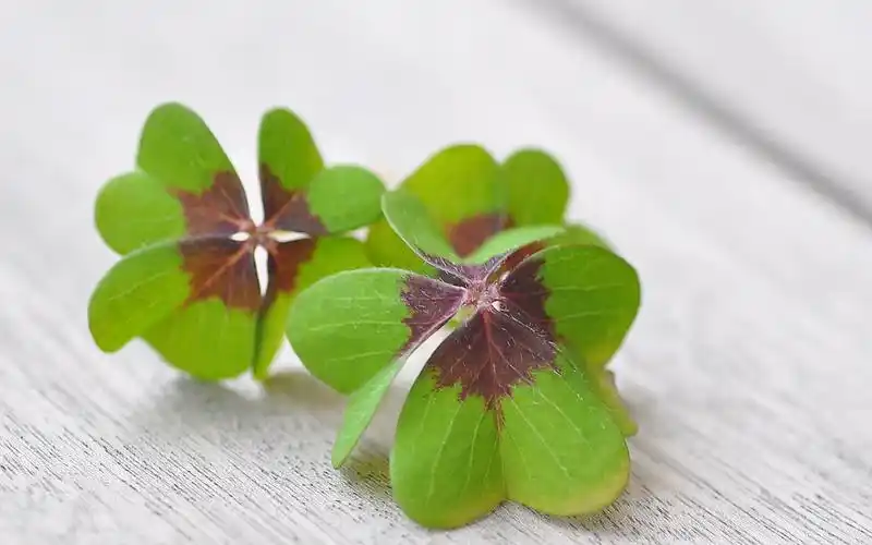 清新淡雅幸运草图片桌面壁纸