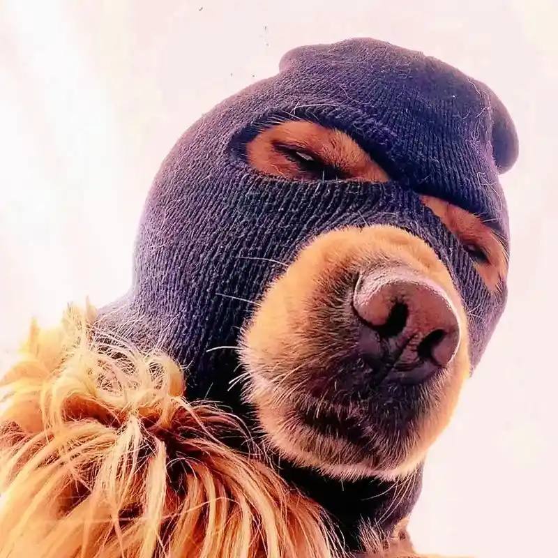 搞怪 #狗狗 #搞笑#头像#创意  - 抖音